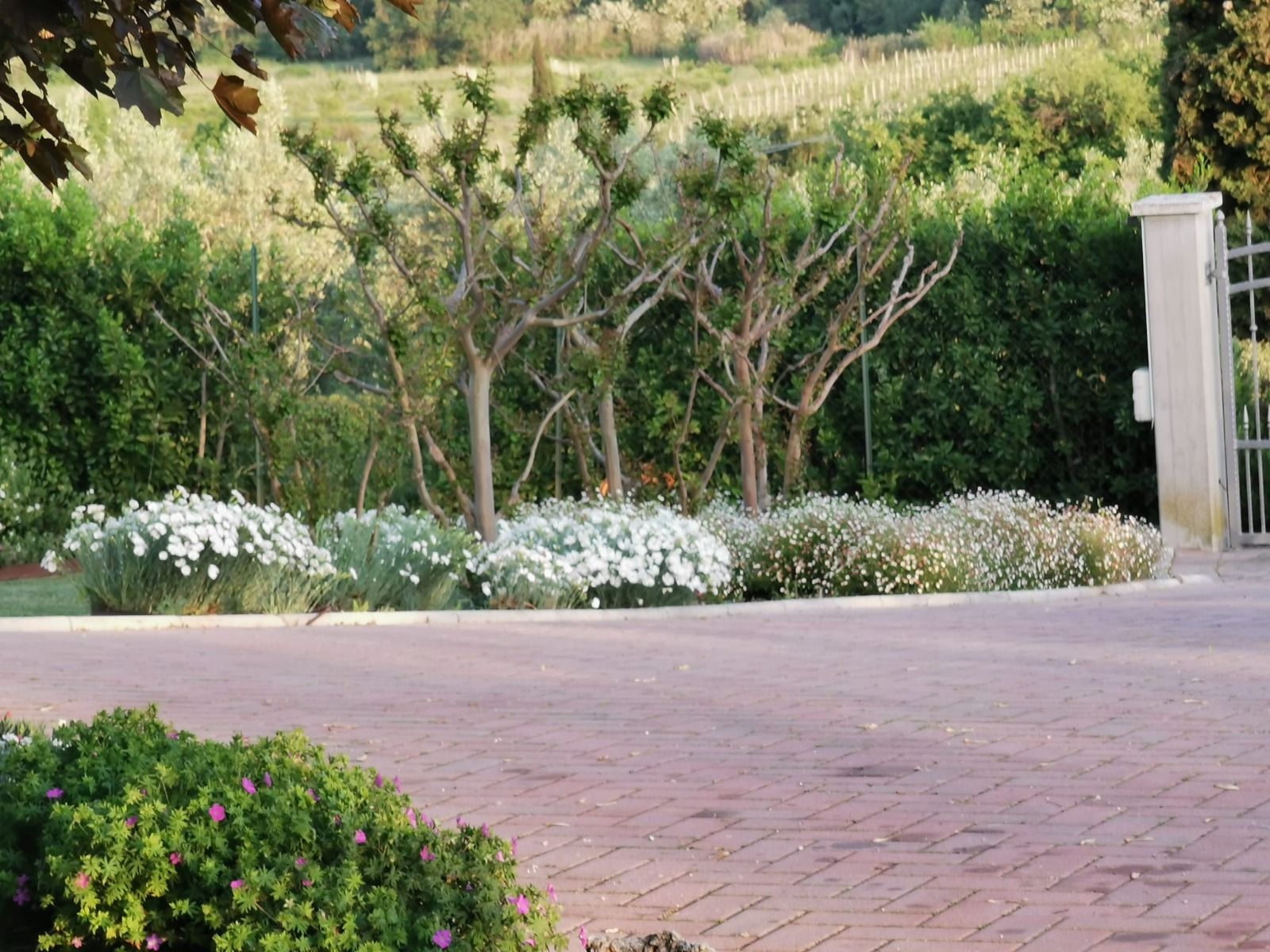 Un vialetto in mattoni con fiori e alberi sullo sfondo