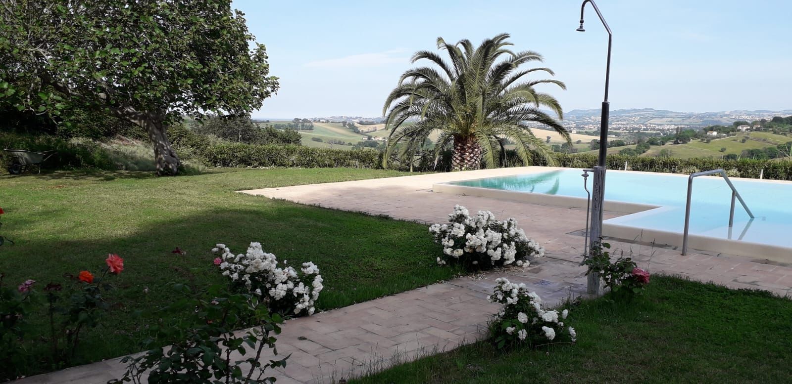 Una grande piscina con una palma sullo sfondo