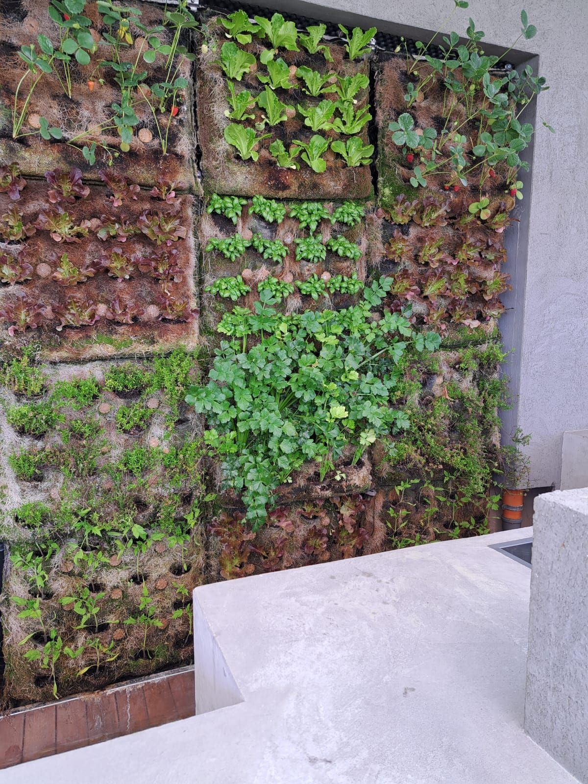 Un muro su cui crescono tante piante verdi.