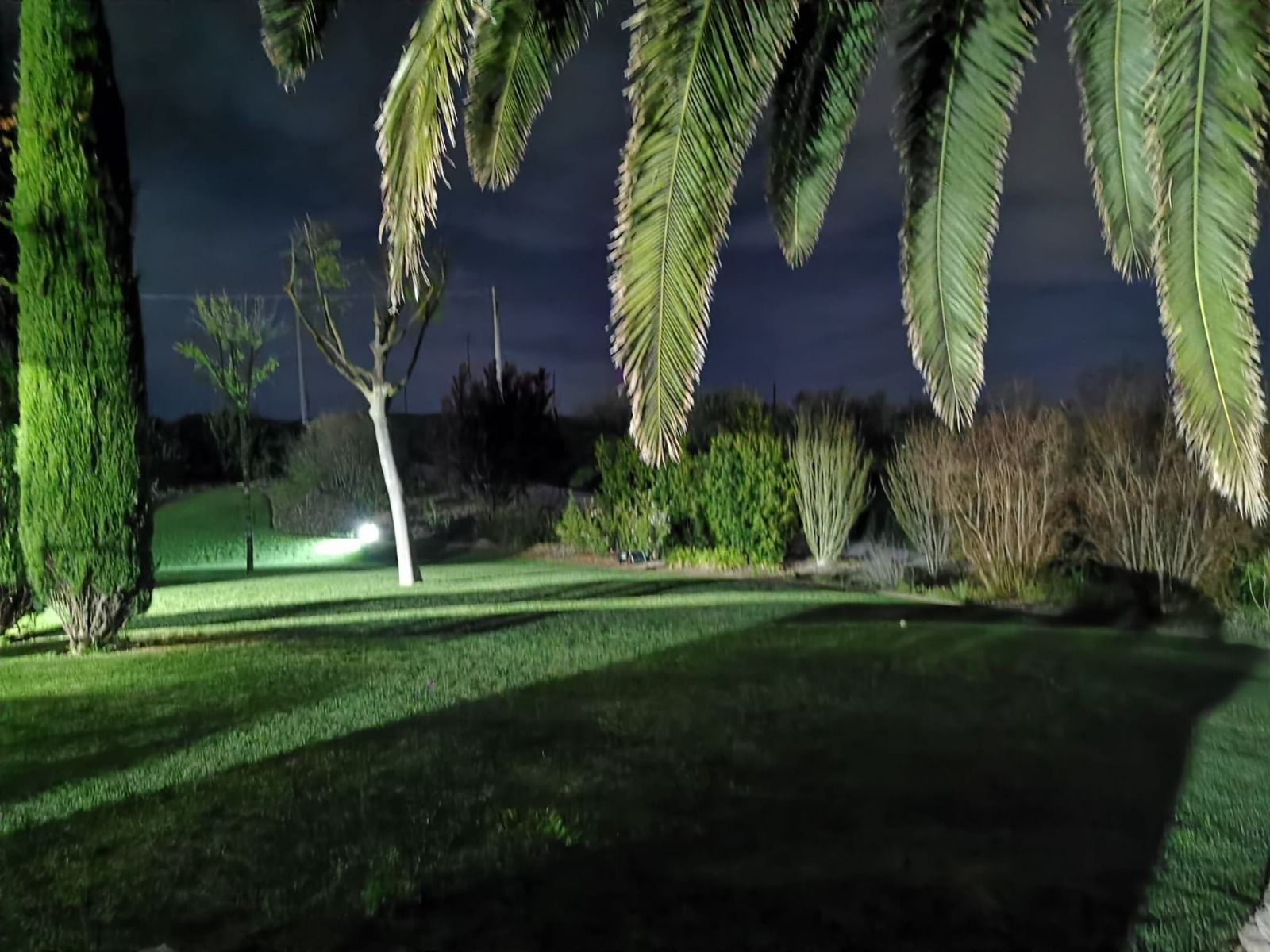 Una palma si erge in mezzo a un lussureggiante campo verde di notte.