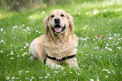 A golden retriever is laying in the grass with its tongue hanging out.