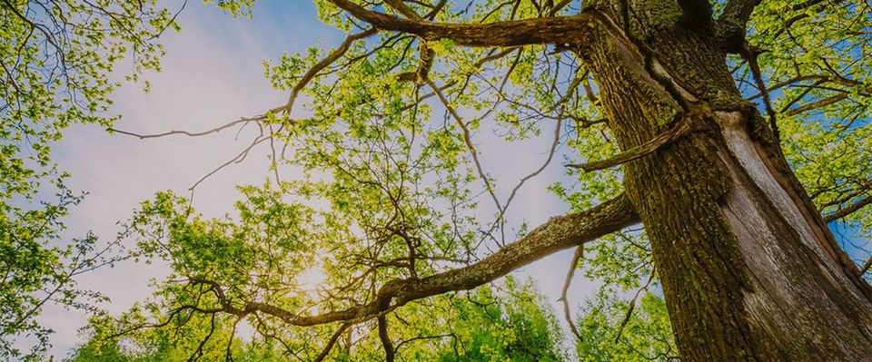 A Cut Above Tree Service