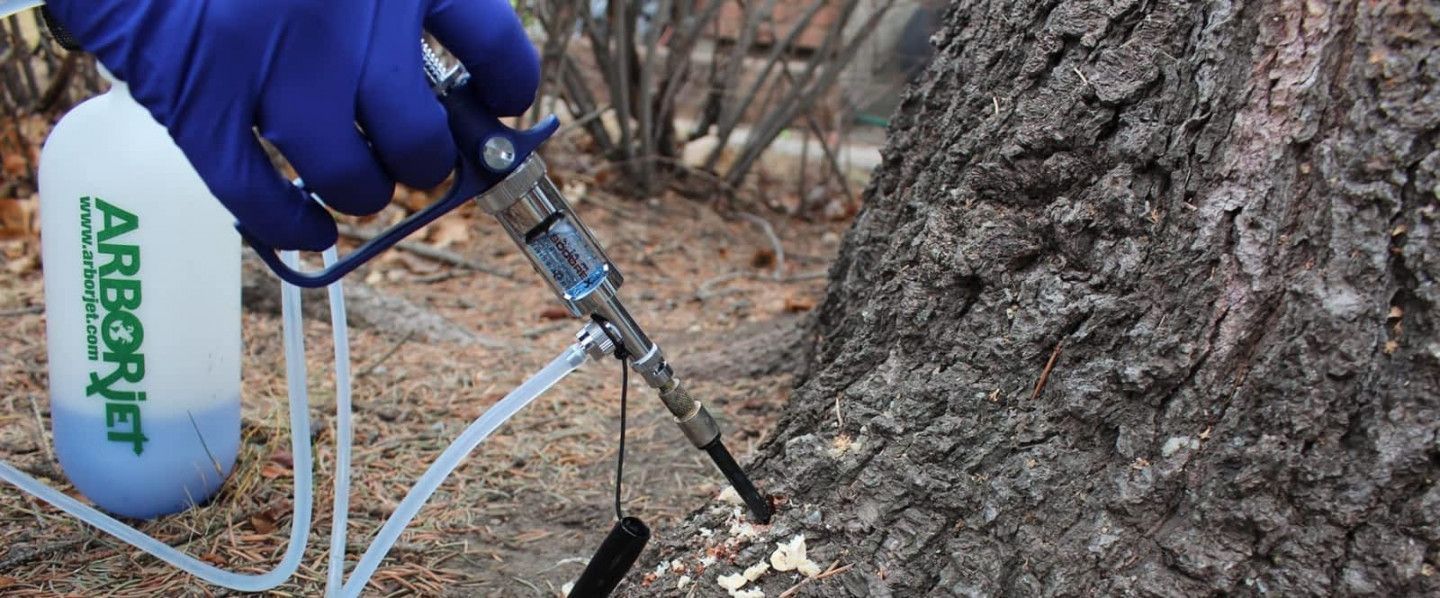 A Cut Above Tree Service