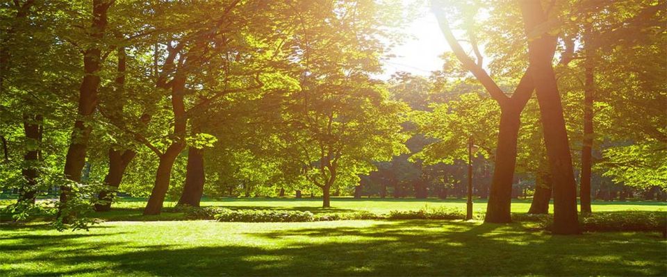 A Cut Above Tree Service
