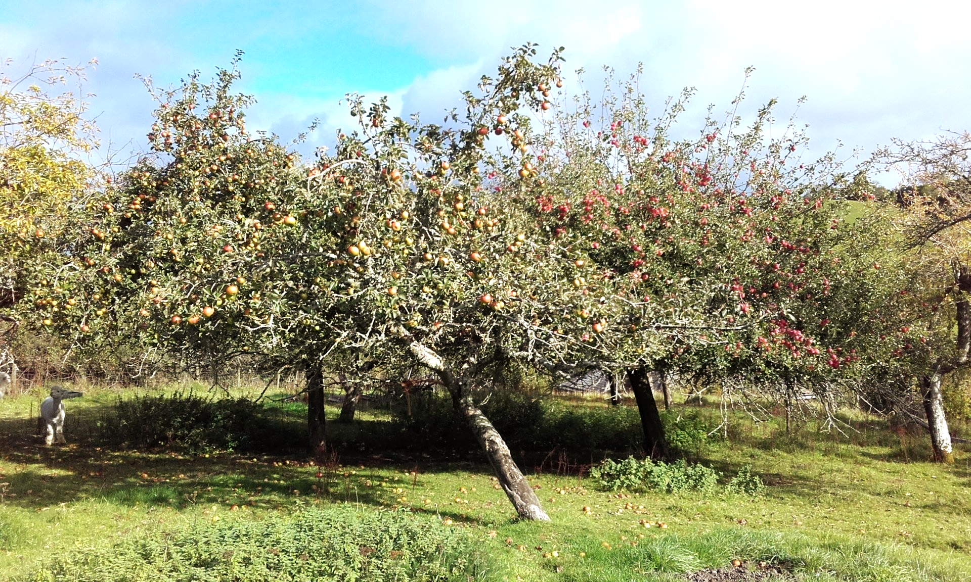 Ripening apples in the orchard