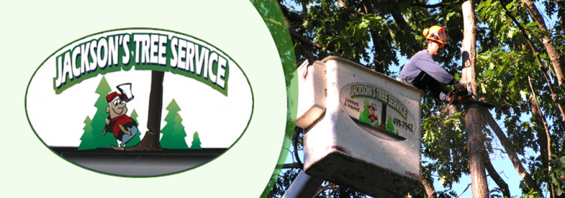 Jackson's Tree Service gallery 9