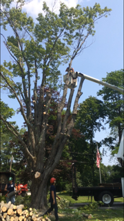 Distance of the Tree getting cut - Jackson's Tree Service in Dayton, ME