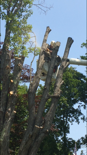 Worker Cutting Down Tree - Jackson's Tree Service in Dayton, ME