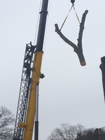 Crane removing tree branch - Jackson's Tree Service in Dayton, ME
