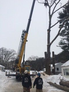 Before Tree Removal - Jackson's Tree Service in Dayton, ME