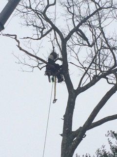 Tree Cabling - Jackson's Tree Service in Dayton, ME