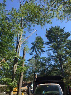 Before Tree Services - Jackson's Tree Service in Dayton, ME