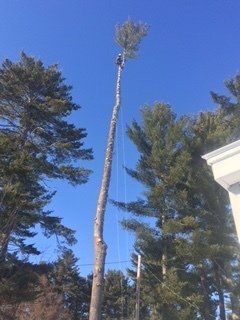 After Tree Trimming - Jackson's Tree Service in Dayton, ME