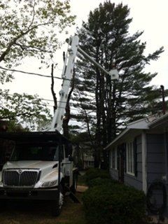 Tree Hanging on Cable - Jackson's Tree Service in Dayton, ME