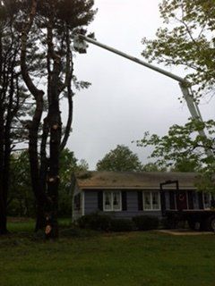 Crane reaching to tree - Jackson's Tree Service in Dayton, ME