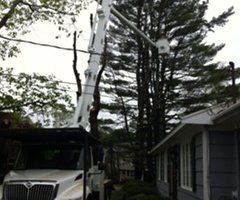 Pruning Services - Jackson's Tree Service in Dayton, ME