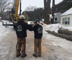 Tree Removal - Jackson's Tree Service in Dayton, ME