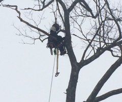 Tree Cabling Services - Jackson's Tree Service in Dayton, ME