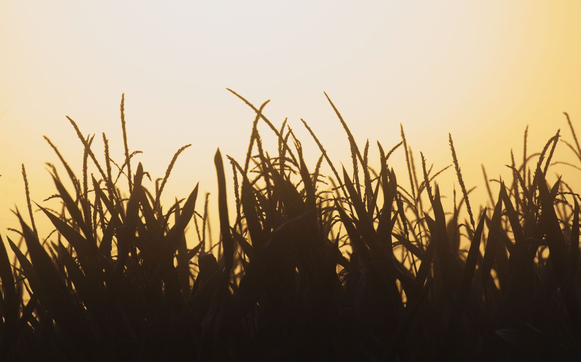 Tall Grass in Sunny Florida Landscape