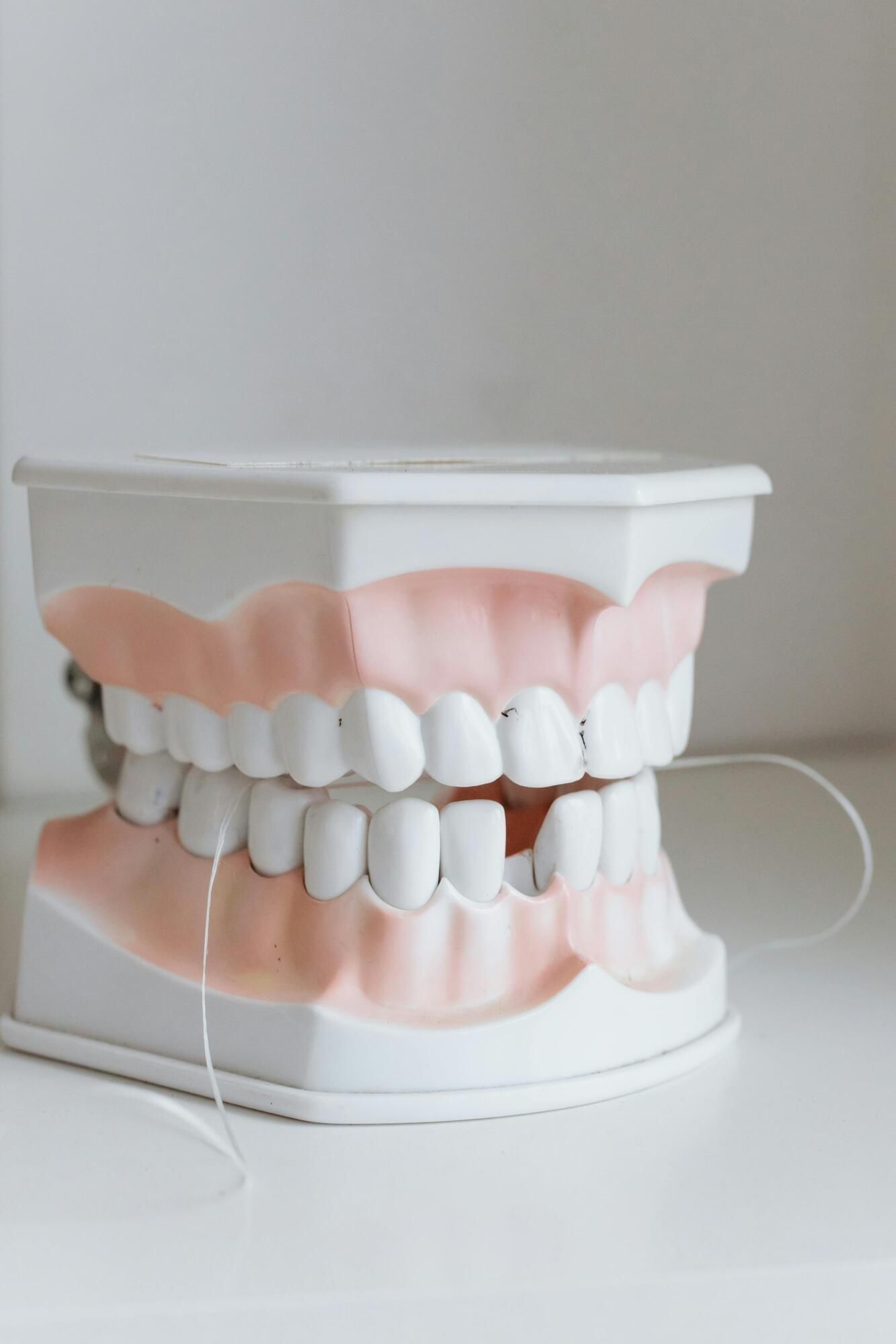 a model of a person 's teeth with dental floss attached to it .