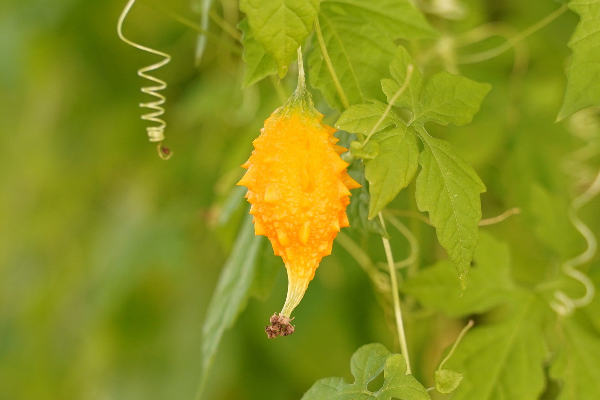 Petit producteur Torreilles