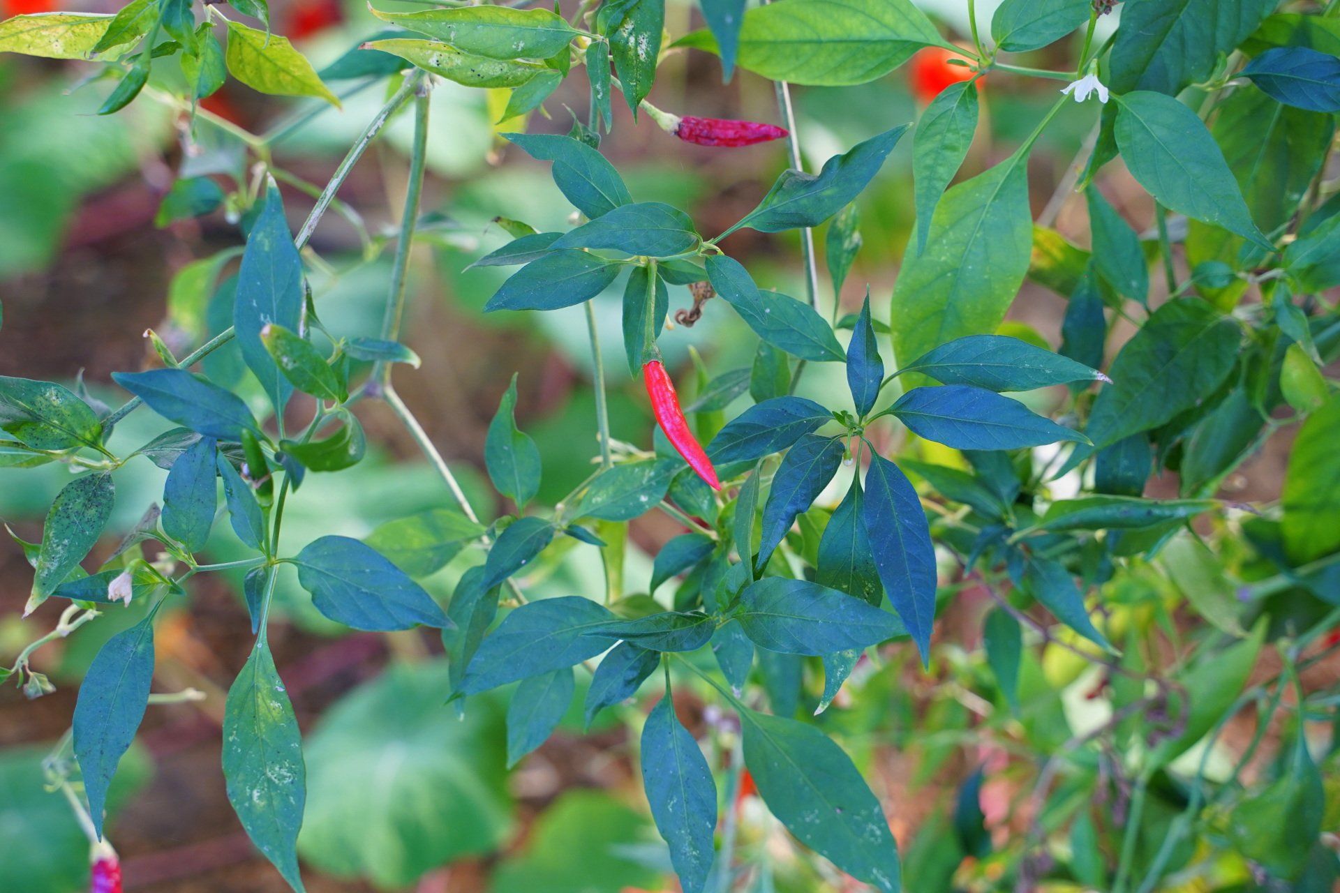 piment rouge français