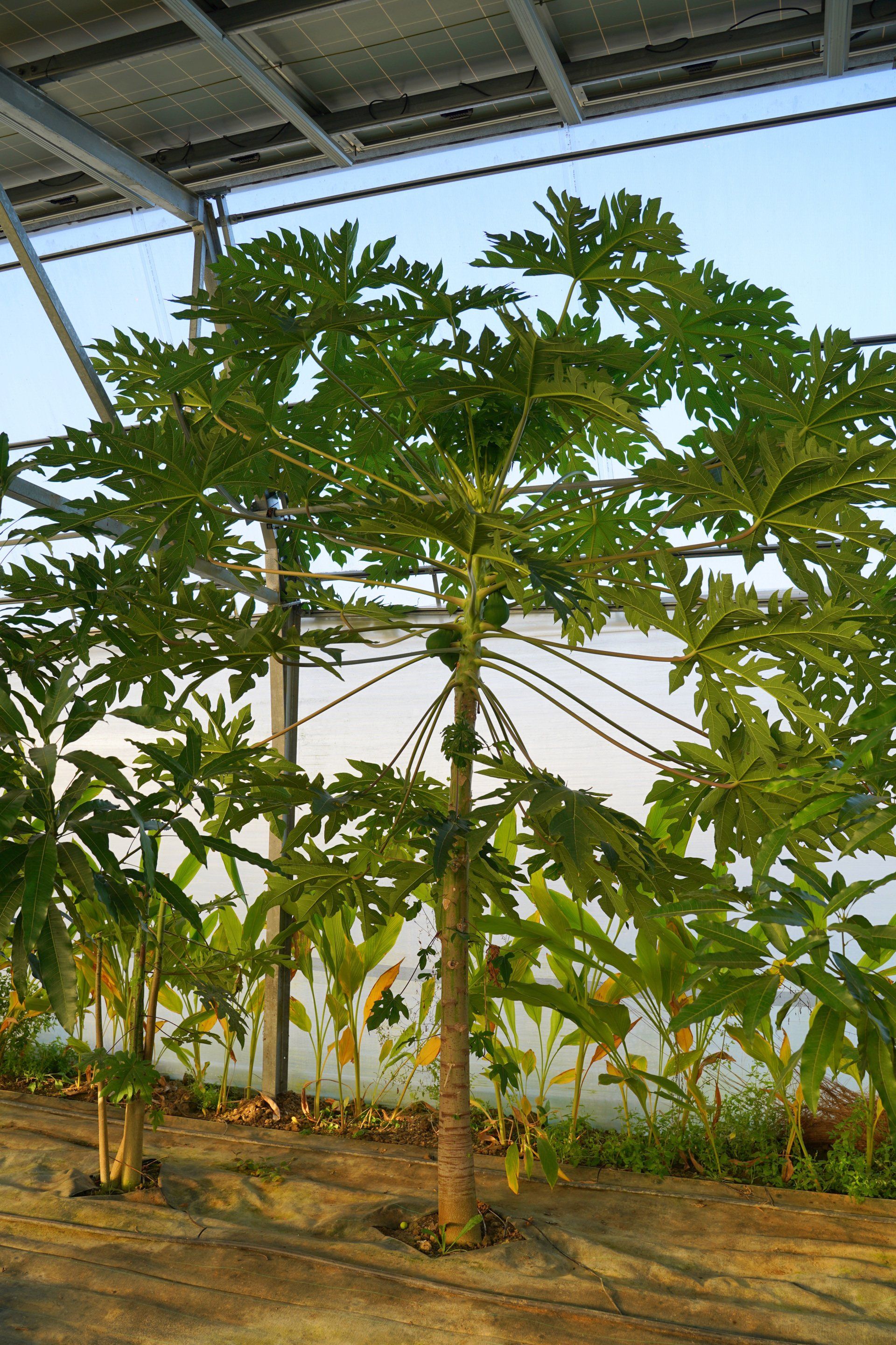 arbre exotique français