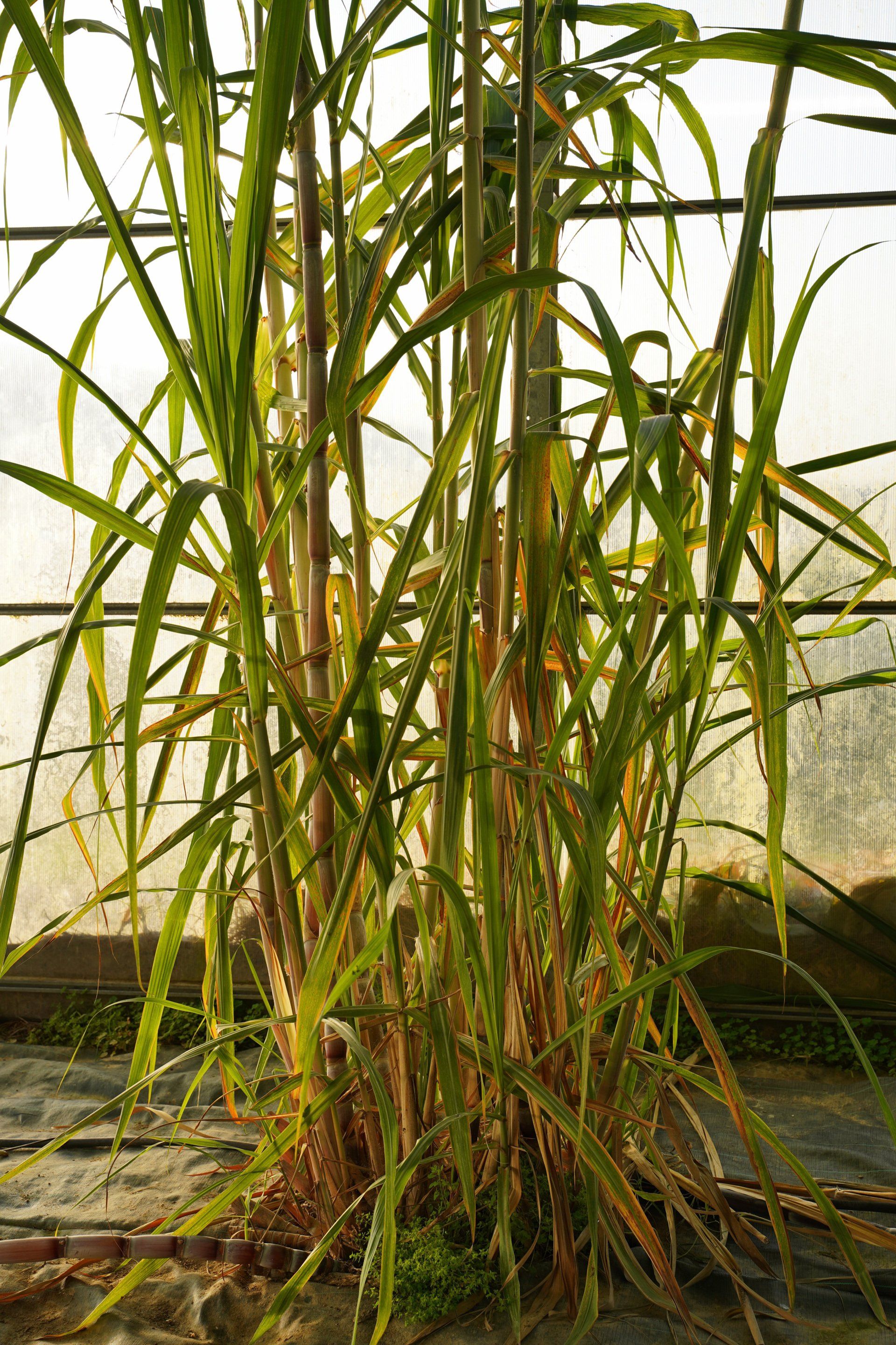 canne à sucre française