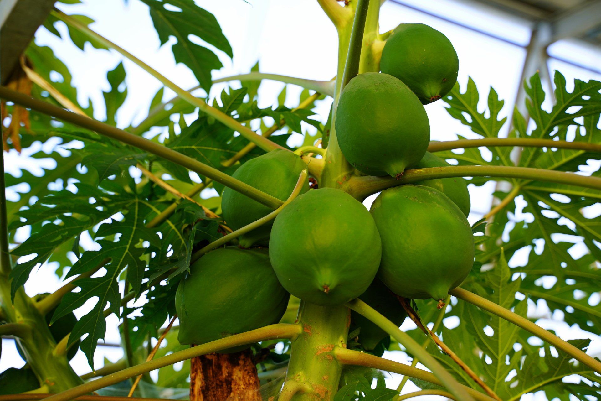 Producteur papaye verte