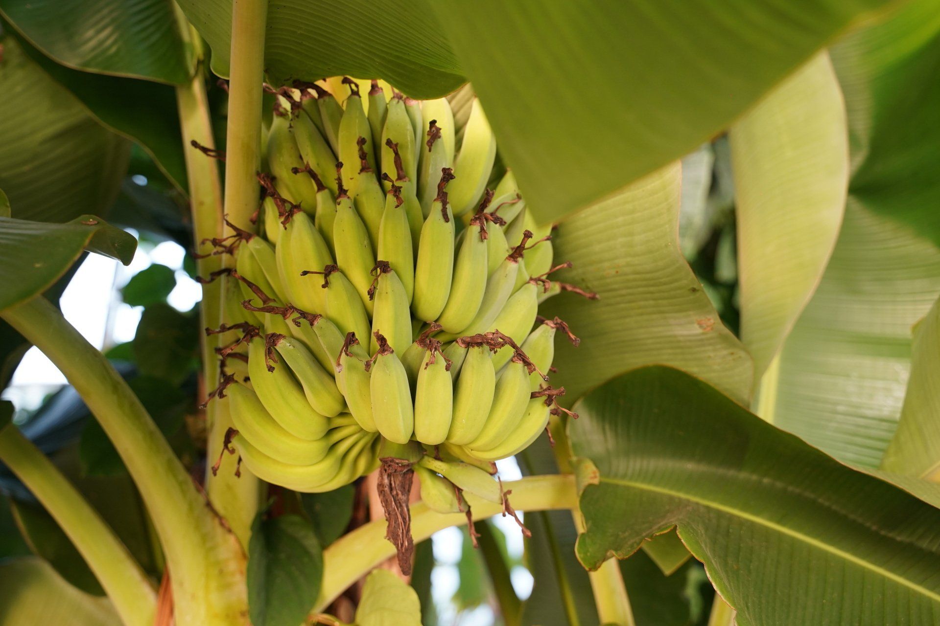 Bananes made in France