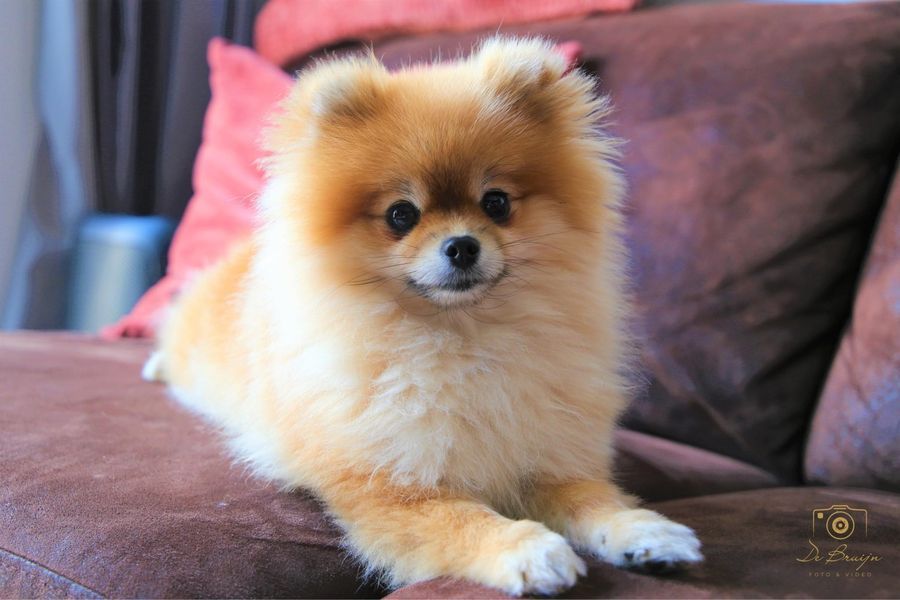 Huisdieren fotografie