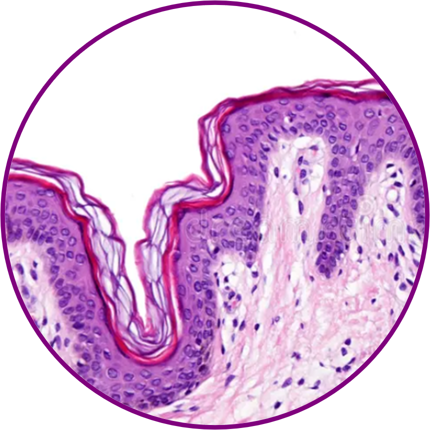 Histology