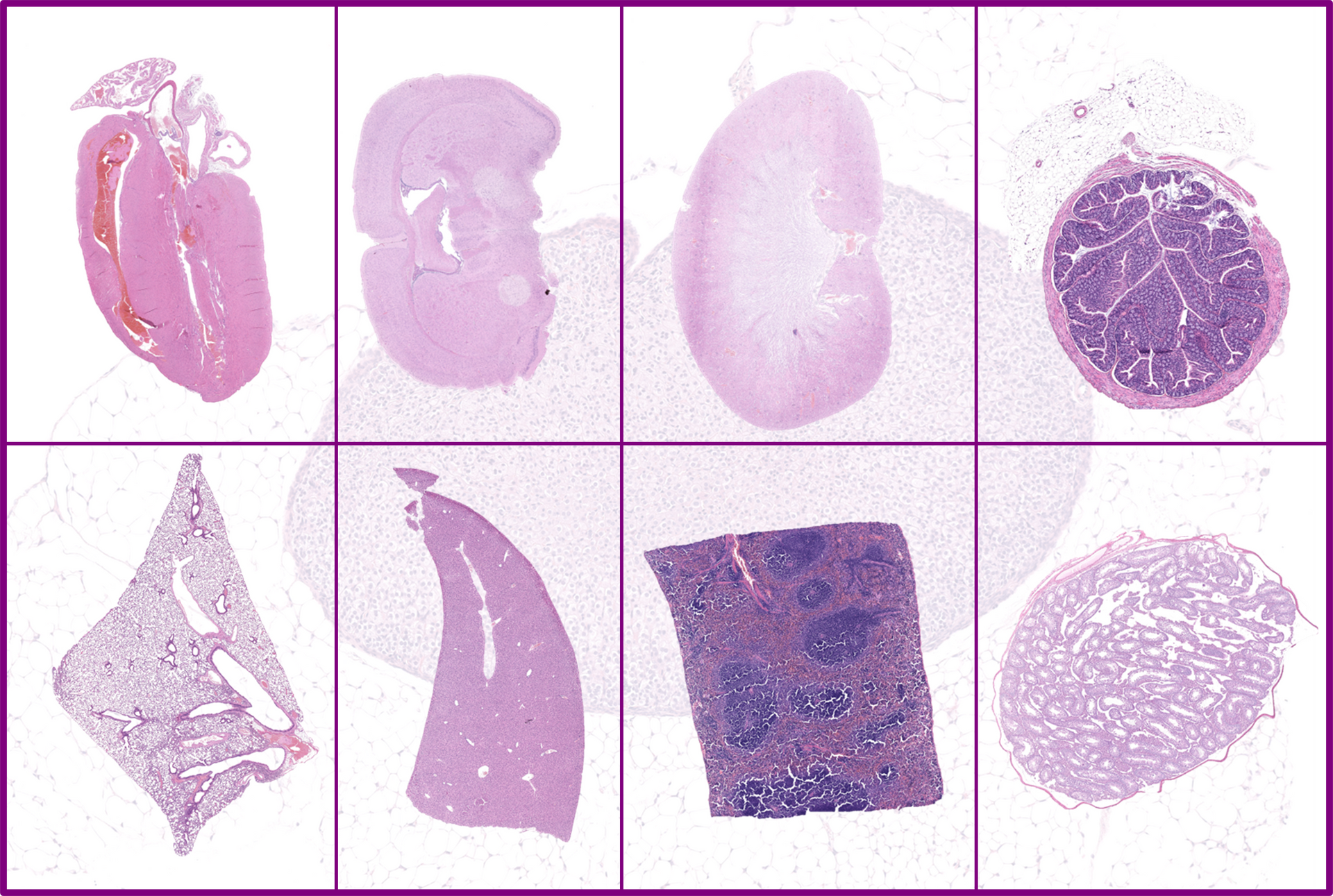 Pharmidex Histology Services: Precision You Can Trust