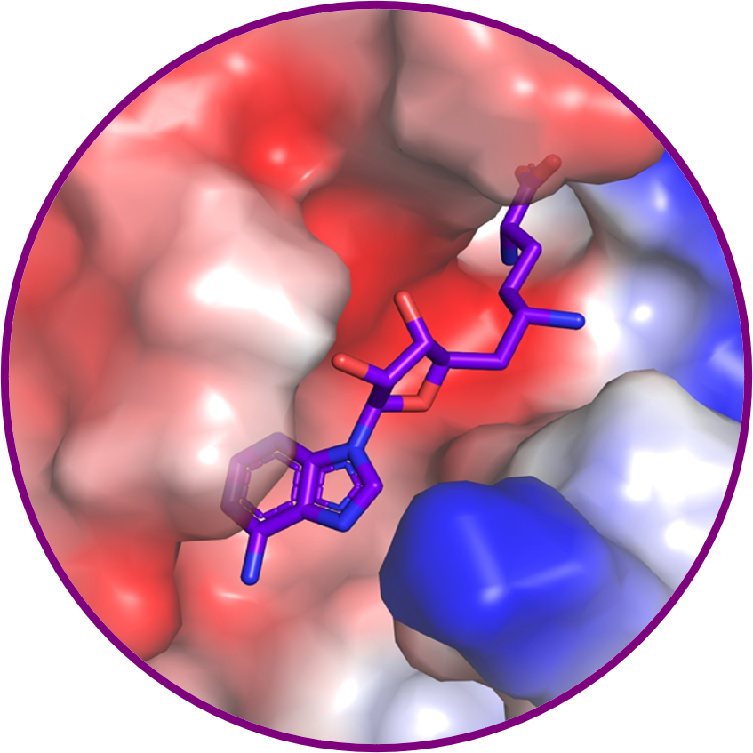 IN SILICO DRUG DISCOVERY