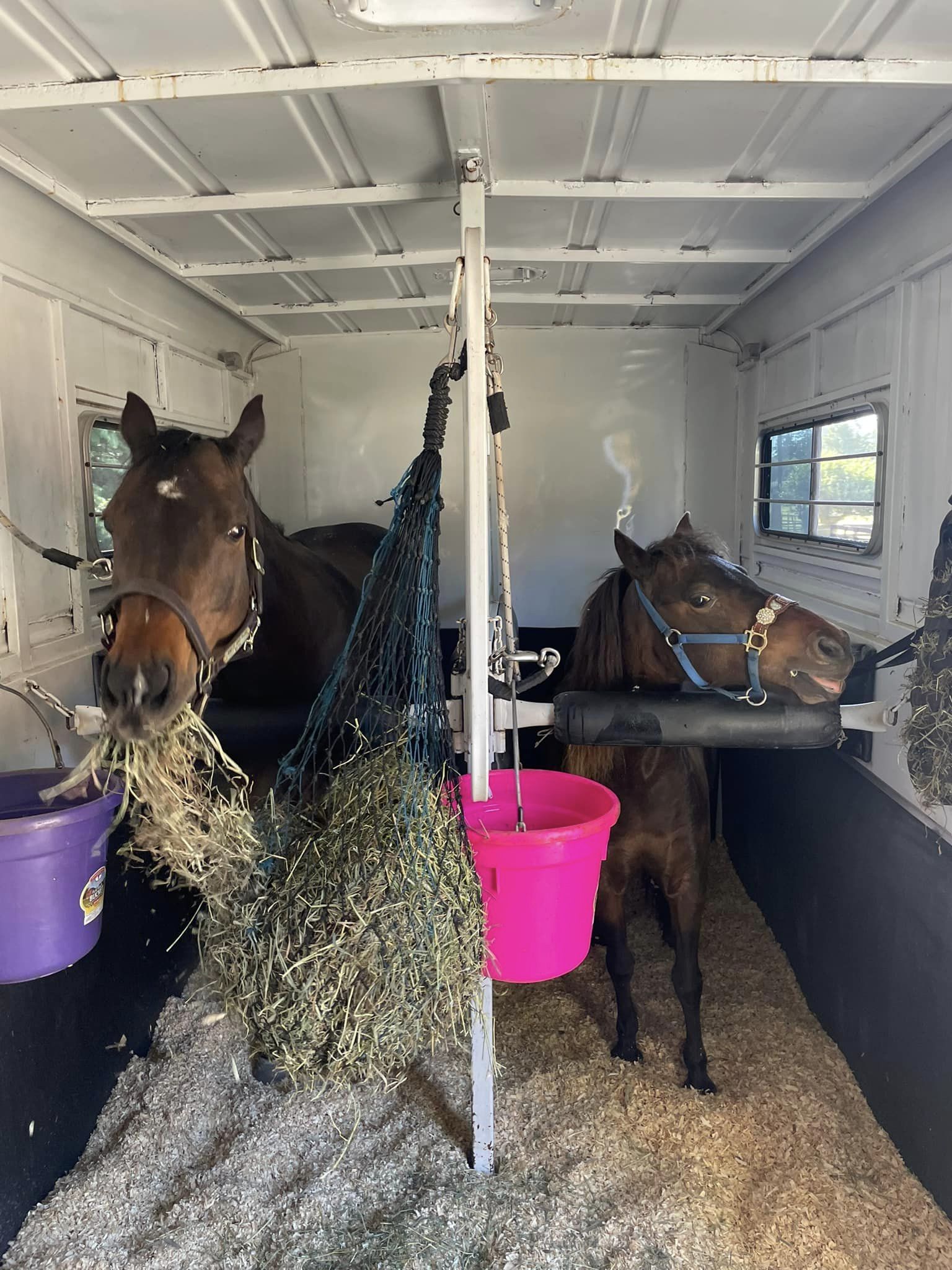 horses eating happily and safely in trailer