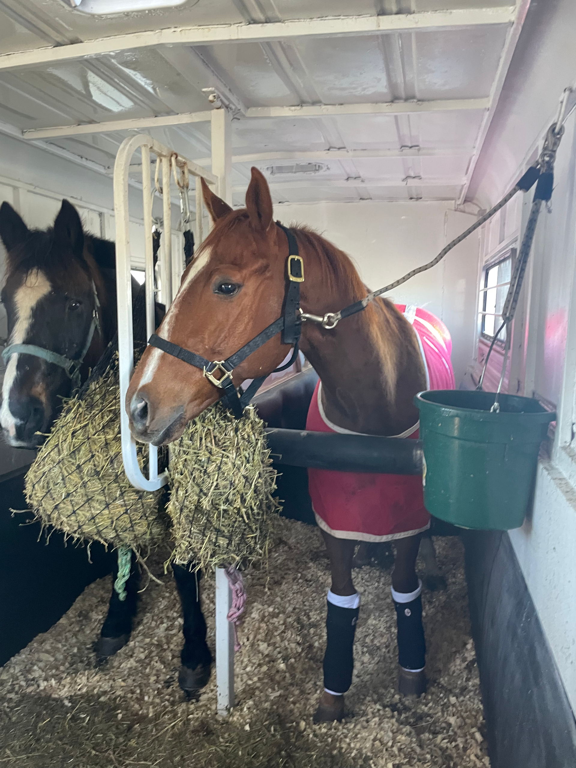 horse eating hay secured in the back of equine trailer
