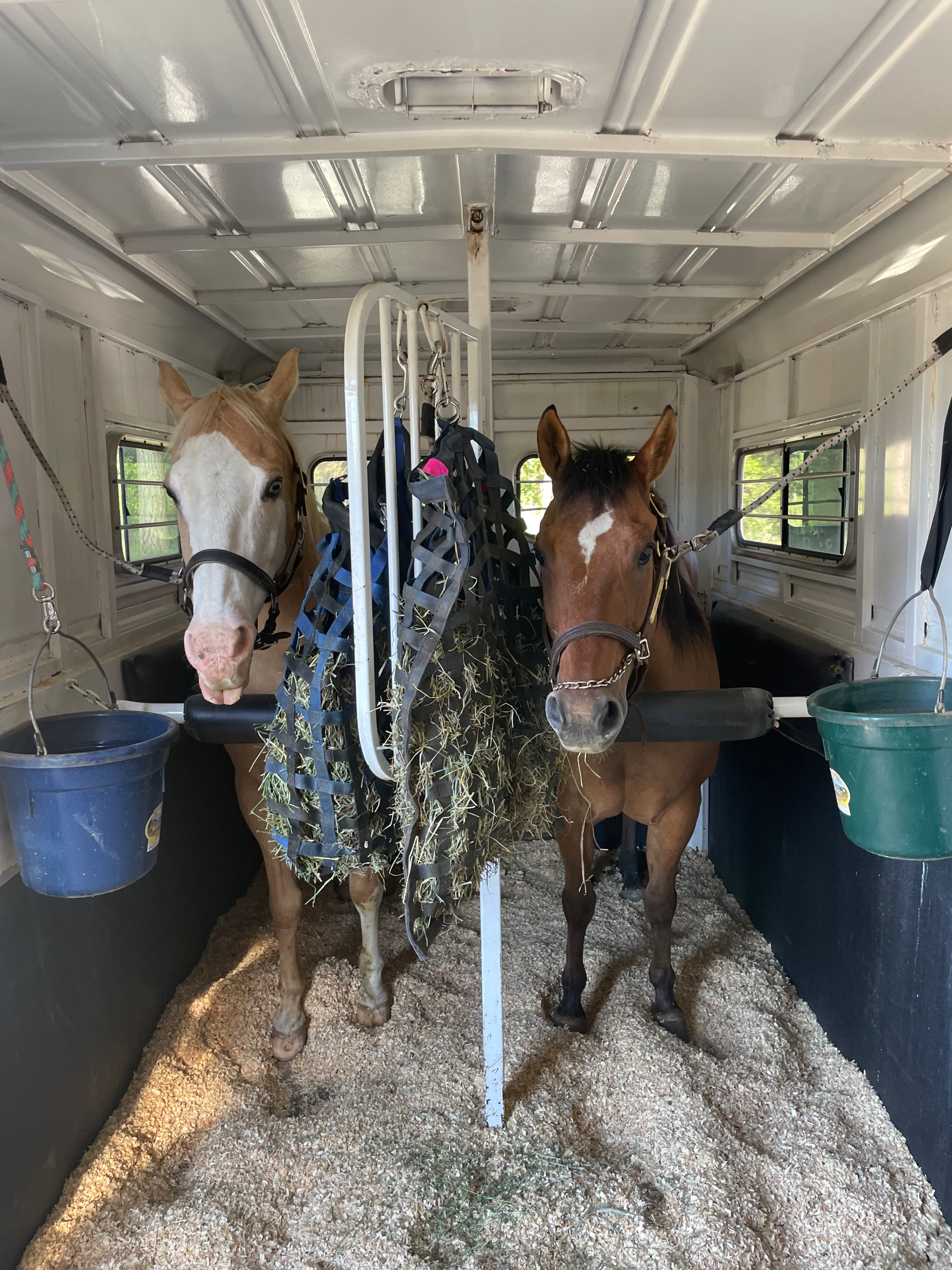 horses with hay being hauled in an equine trailer