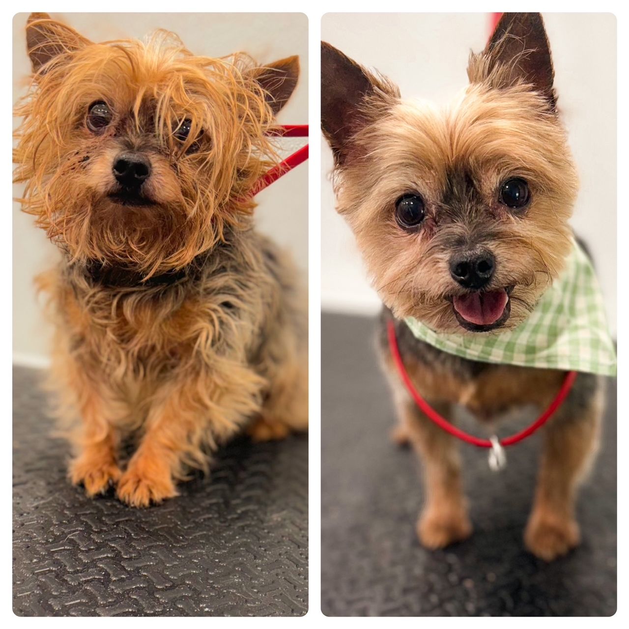 Before and After Being Groomed — Temple, TX — Wags On Wheels