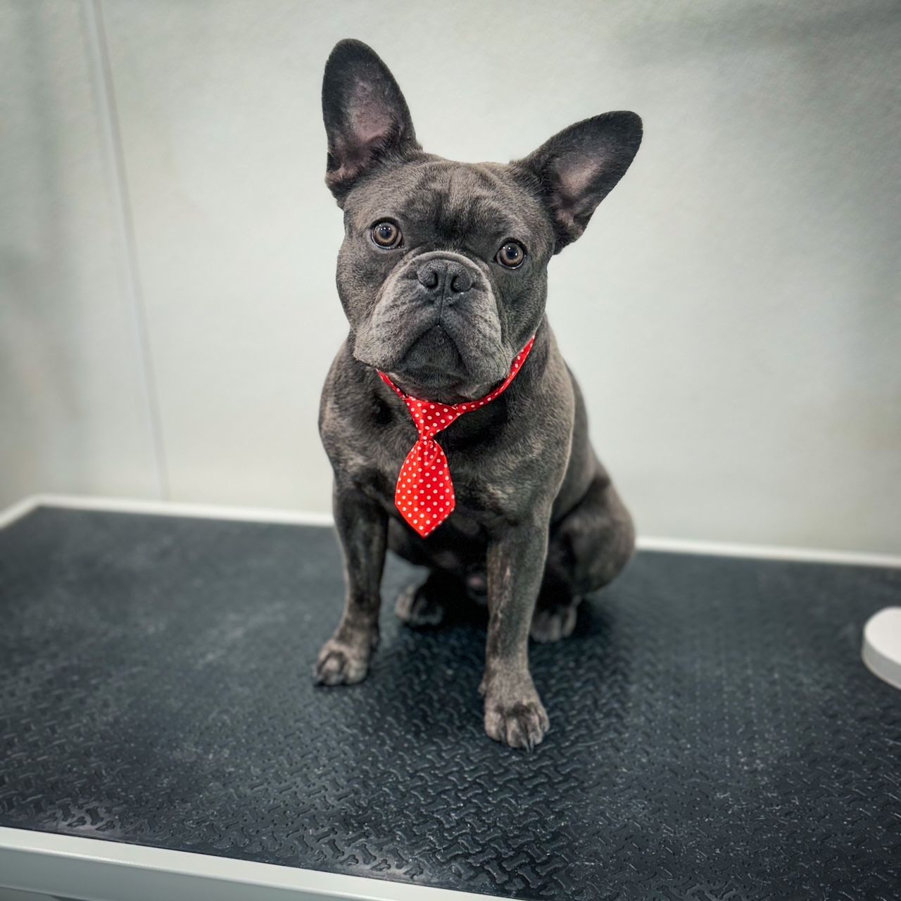 French Bulldog Wearing a Red Tie — Temple, TX — Wags On Wheels