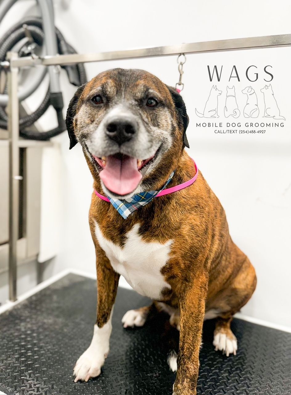 Brown and White Dog — Temple, TX — Wags On Wheels