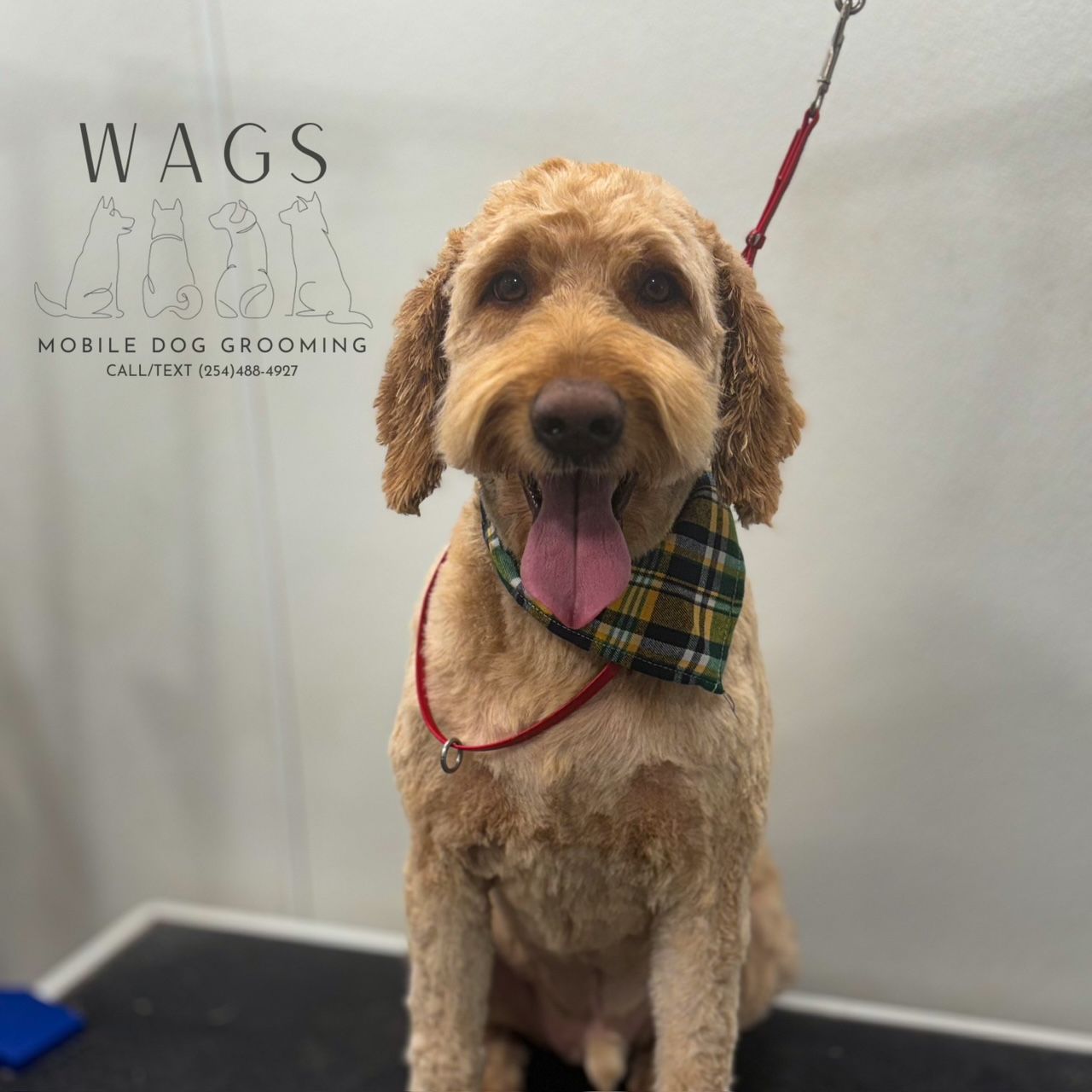 Dog Wearing a Plaid Bandana — Temple, TX — Wags On Wheels