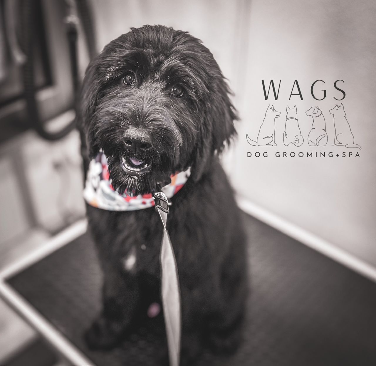 Black Dog Wearing a Bandana — Temple, TX — Wags On Wheels