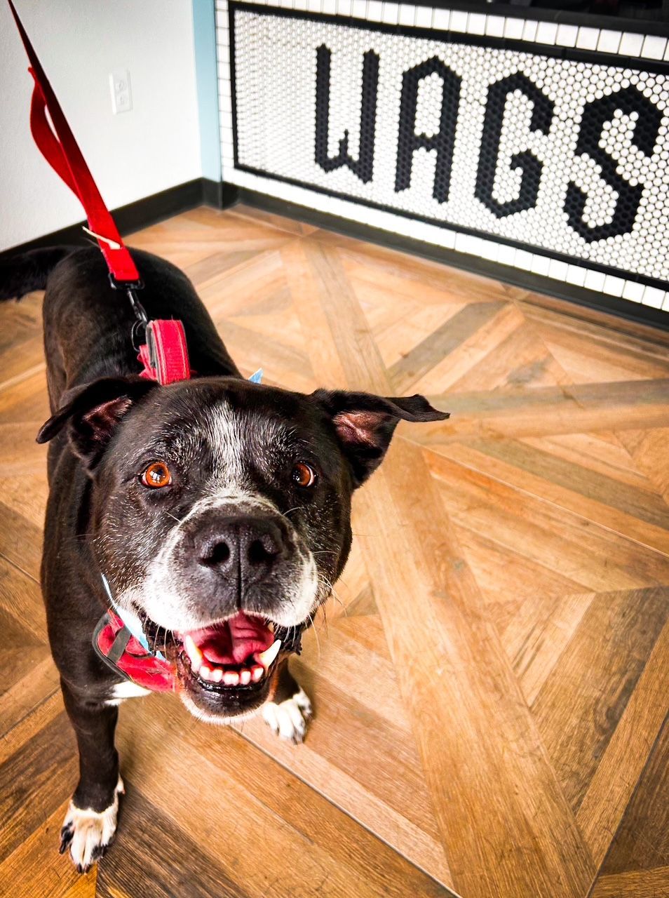 Happy Dog — Temple, TX — Wags On Wheels