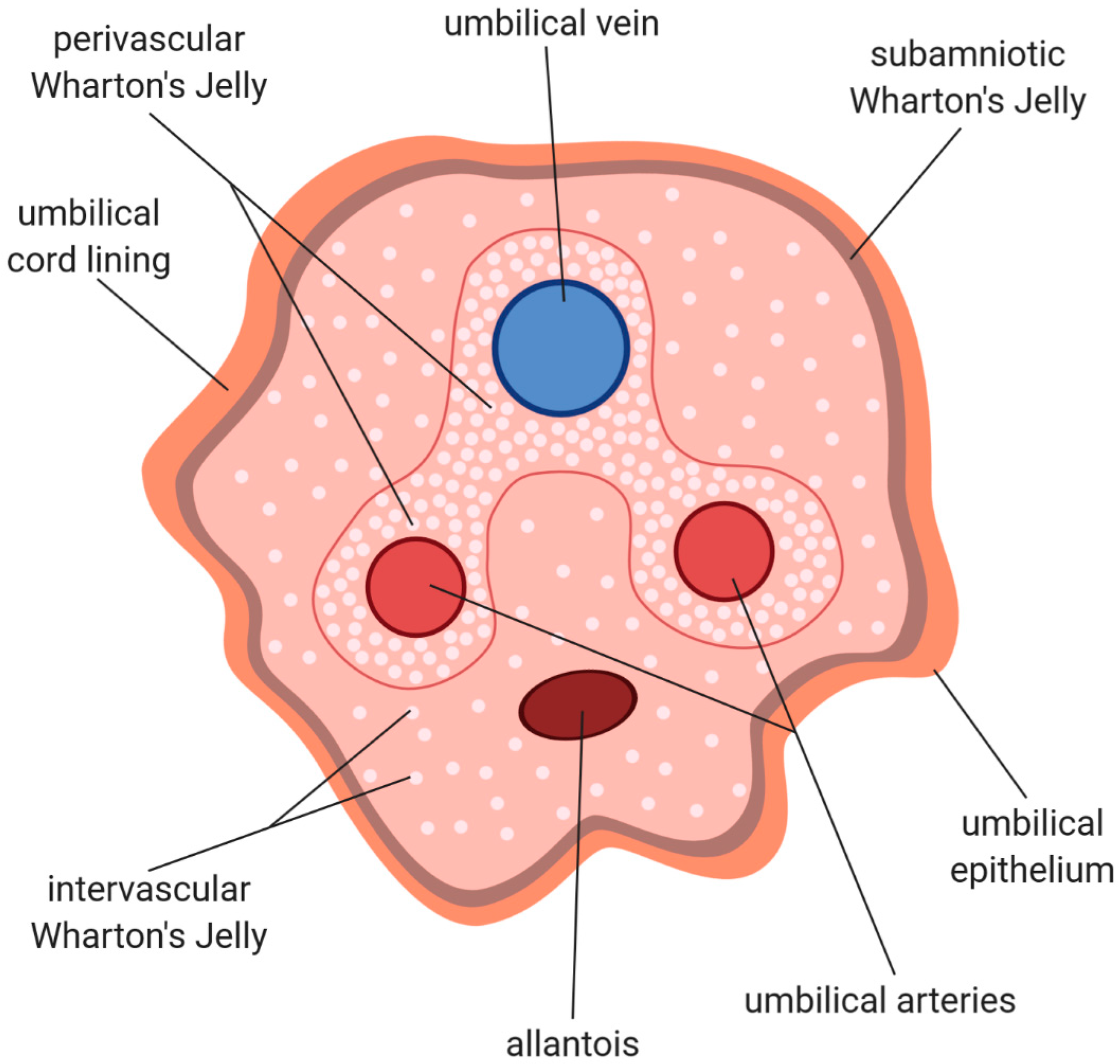 Cross-section of umbilical cord showing vein, arteries, and Wharton's jelly within the cord lining and epithelium.
