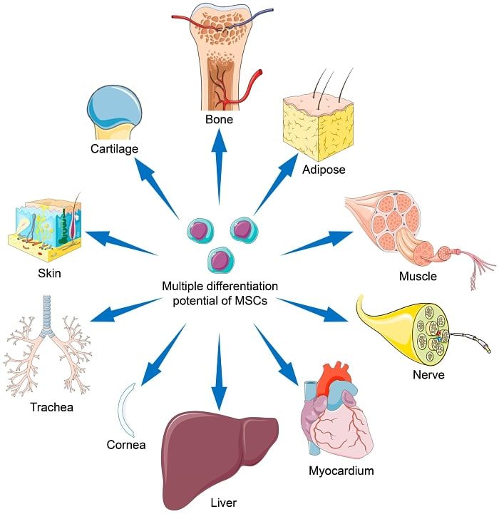 Diagram showing mesenchymal stem cells (MSCs) differentiating into various cell types like bone, muscle, and nerve cells.