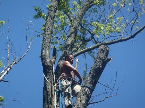 Man trimming the tree — tree care in Bethlehem, PA