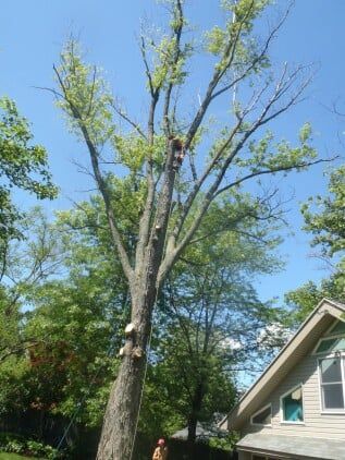 Tree Trimming — tree care in Bethlehem, PA