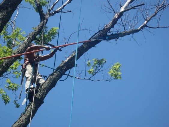 Man reaching the wood — tree care in Bethlehem, PA