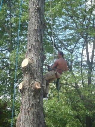 During the tree service — tree care in Bethlehem, PA