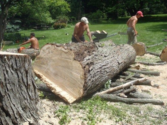 Group of men cutting logs — tree care in Bethlehem, PA